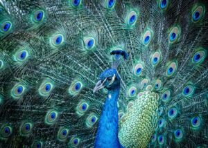 peacock from davie fl